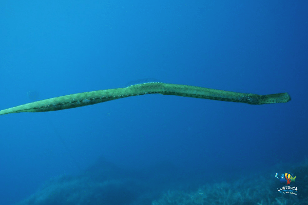 pesce-ago-lustrica-diving