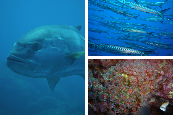 USTICA: UNO SCRIGNO DI BIODIVERSITÀ - Lustrica Diving